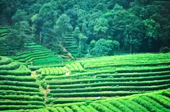 茶起源於哪個國家