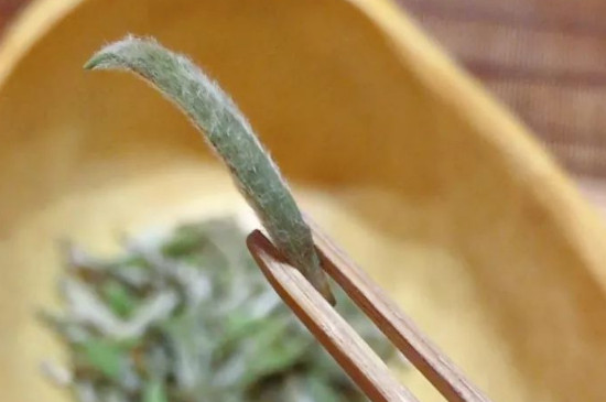 毫茶為什麼叫毫茶